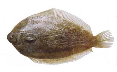 Lemon Sole (Pelotretis flavilatus)