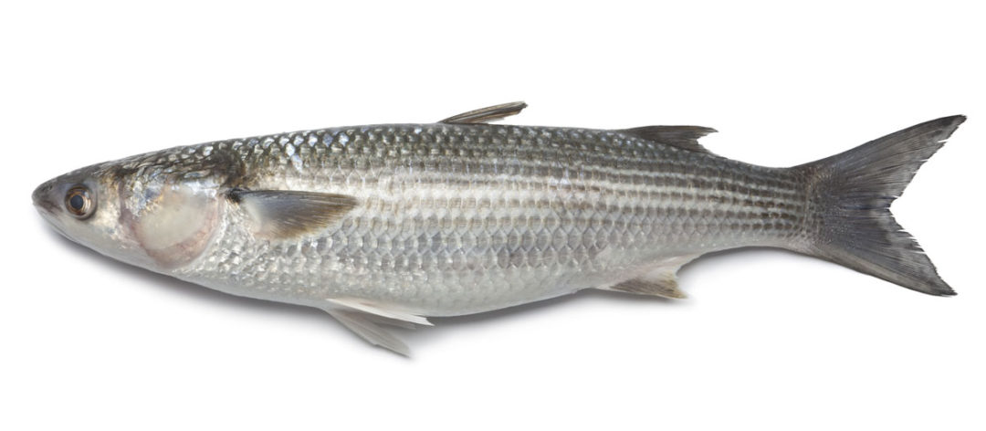 Whole-fresh-grey-mullet-1 | Holt Seafood