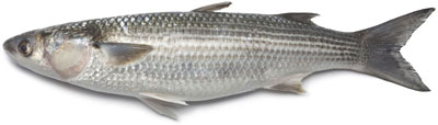 Sea Mullet (Mugil cephallus)